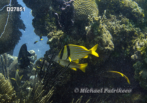 Porkfish (Anisotremus virginicus)